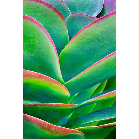 Succulent VIII White Modern Wood Framed Art Print by Frates, Dennis