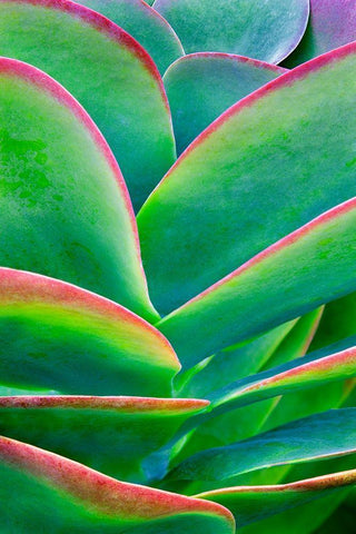 Succulent VIII White Modern Wood Framed Art Print with Double Matting by Frates, Dennis