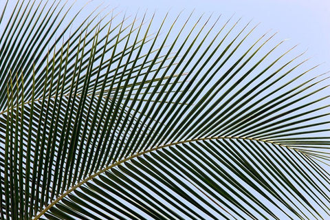 Tropical White Modern Wood Framed Art Print with Double Matting by Frates, Dennis