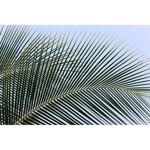 Tropical White Modern Wood Framed Art Print by Frates, Dennis