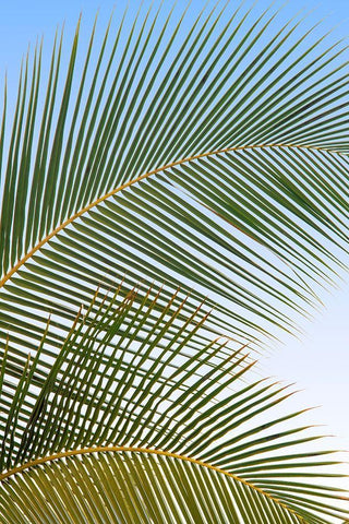 Tropical II Black Ornate Wood Framed Art Print with Double Matting by Frates, Dennis