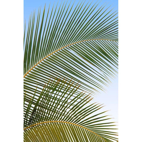 Tropical II White Modern Wood Framed Art Print by Frates, Dennis