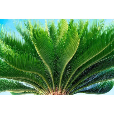 Tropical III Black Modern Wood Framed Art Print with Double Matting by Frates, Dennis
