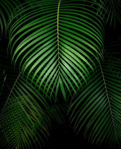 Tropical IV White Modern Wood Framed Art Print with Double Matting by Frates, Dennis