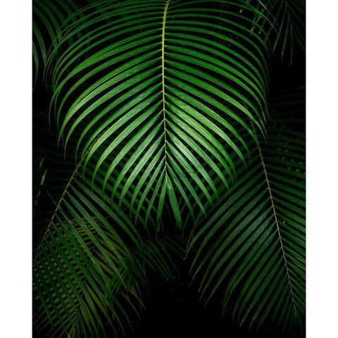 Tropical IV White Modern Wood Framed Art Print by Frates, Dennis