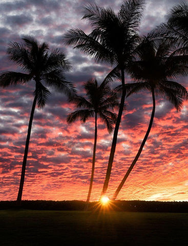 Sunset Silhouette White Modern Wood Framed Art Print with Double Matting by Frates, Dennis