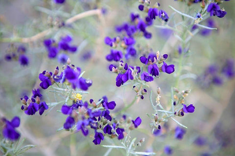 Purple Flowers Black Ornate Wood Framed Art Print with Double Matting by Frates, Dennis