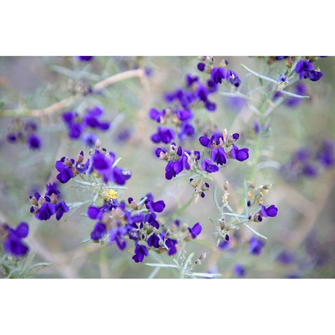 Purple Flowers Black Modern Wood Framed Art Print with Double Matting by Frates, Dennis