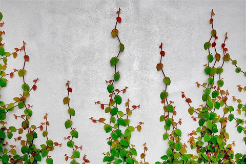 Vine Black Ornate Wood Framed Art Print with Double Matting by Frates, Dennis