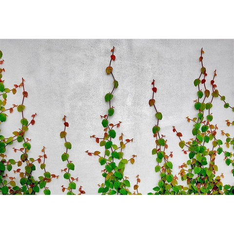 Vine Black Modern Wood Framed Art Print by Frates, Dennis