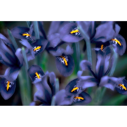 Irises Gold Ornate Wood Framed Art Print with Double Matting by Frates, Dennis