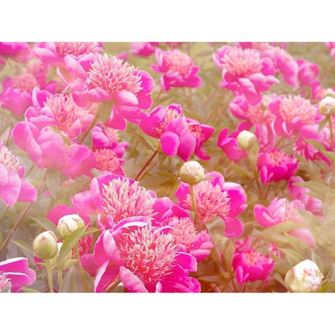 Pinks Black Modern Wood Framed Art Print by Frates, Dennis