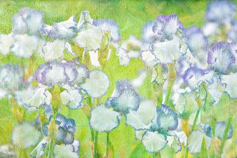 Lime Floral White Modern Wood Framed Art Print with Double Matting by Frates, Dennis