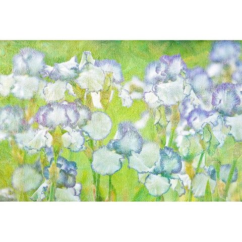 Lime Floral Black Modern Wood Framed Art Print with Double Matting by Frates, Dennis