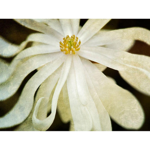White Flower Black Modern Wood Framed Art Print with Double Matting by Frates, Dennis