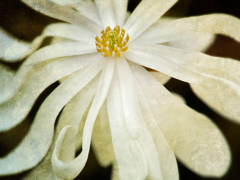 White Flower Black Ornate Wood Framed Art Print with Double Matting by Frates, Dennis
