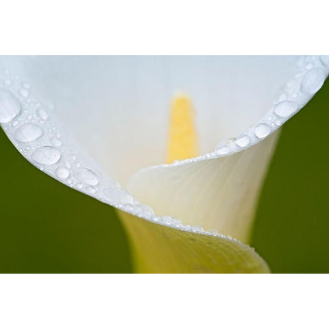 White Flower II Gold Ornate Wood Framed Art Print with Double Matting by Frates, Dennis
