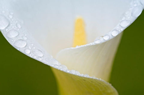 White Flower II White Modern Wood Framed Art Print with Double Matting by Frates, Dennis