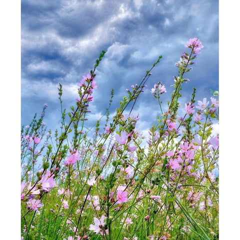 Wild Flowers Black Modern Wood Framed Art Print with Double Matting by Frates, Dennis