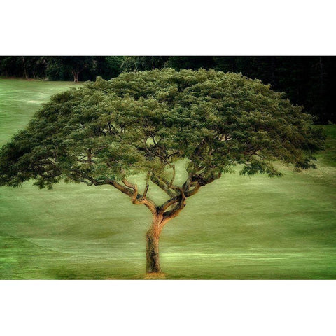 Single Tree Black Modern Wood Framed Art Print with Double Matting by Frates, Dennis