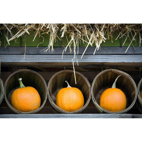 Pumpkins Black Modern Wood Framed Art Print with Double Matting by Frates, Dennis