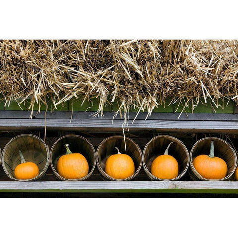 More Pumpkins White Modern Wood Framed Art Print by Frates, Dennis