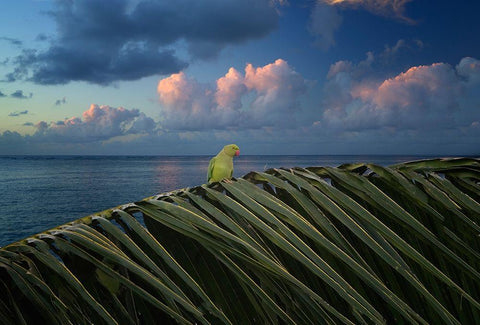 Paulie White Modern Wood Framed Art Print with Double Matting by Frates, Dennis