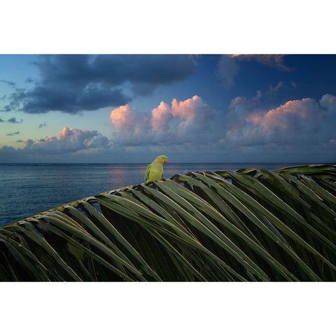 Paulie Gold Ornate Wood Framed Art Print with Double Matting by Frates, Dennis