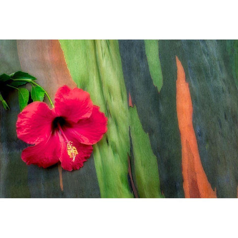 Hibiscus Gold Ornate Wood Framed Art Print with Double Matting by Frates, Dennis