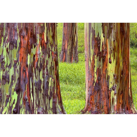 Trunk Club Black Modern Wood Framed Art Print with Double Matting by Frates, Dennis