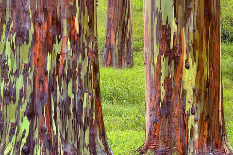 Trunk Club Black Ornate Wood Framed Art Print with Double Matting by Frates, Dennis