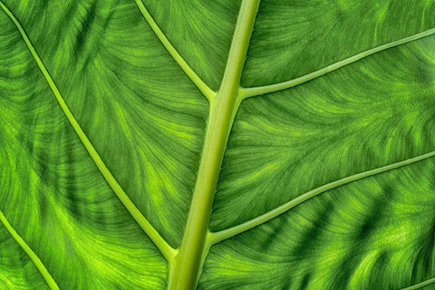 Leaf Details White Modern Wood Framed Art Print with Double Matting by Frates, Dennis