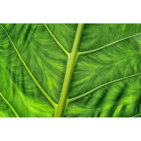 Leaf Details White Modern Wood Framed Art Print by Frates, Dennis