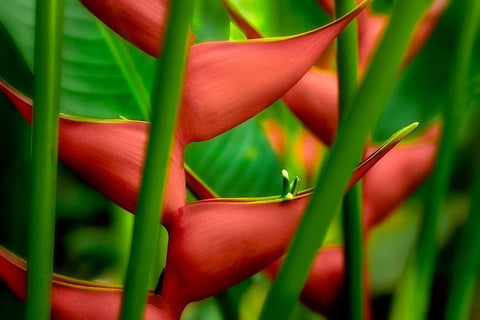 Floral Details Black Ornate Wood Framed Art Print with Double Matting by Frates, Dennis