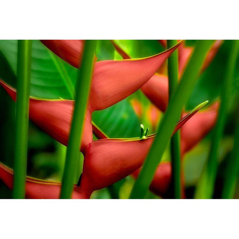 Floral Details White Modern Wood Framed Art Print by Frates, Dennis