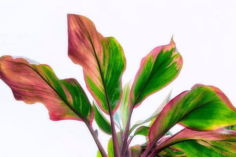 Botanical Black Ornate Wood Framed Art Print with Double Matting by Frates, Dennis