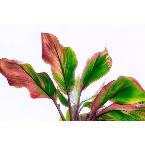 Botanical White Modern Wood Framed Art Print by Frates, Dennis