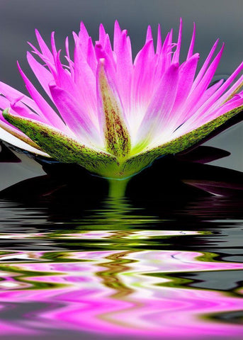 Purple Reflection White Modern Wood Framed Art Print with Double Matting by Frates, Dennis