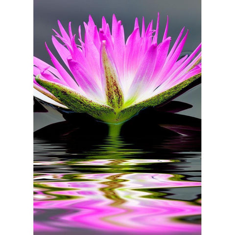 Purple Reflection Black Modern Wood Framed Art Print by Frates, Dennis