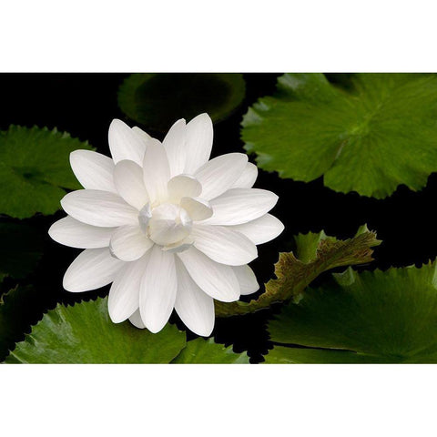 White Flower White Modern Wood Framed Art Print by Frates, Dennis