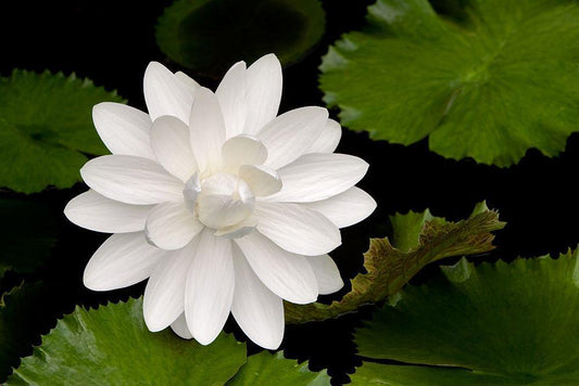 Image Only