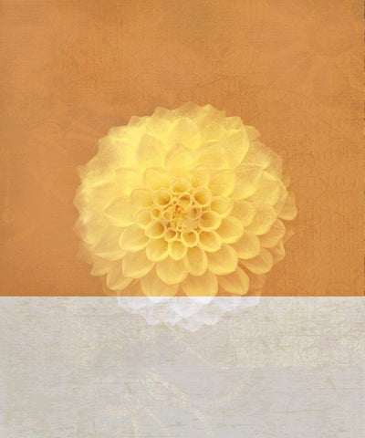 Orange Flower White Modern Wood Framed Art Print with Double Matting by JMB Designs