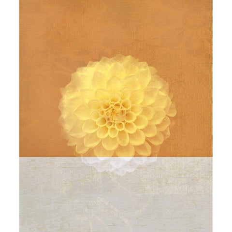 Orange Flower Black Modern Wood Framed Art Print with Double Matting by JMB Designs