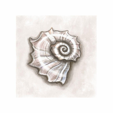 Shell I Black Modern Wood Framed Art Print with Double Matting by Tyndall, Elizabeth