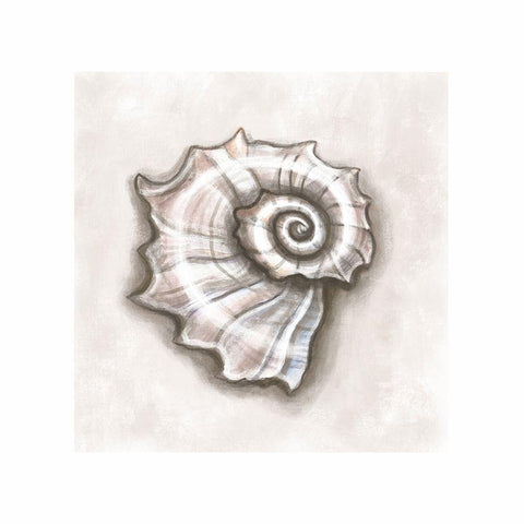 Shell I White Modern Wood Framed Art Print with Double Matting by Tyndall, Elizabeth