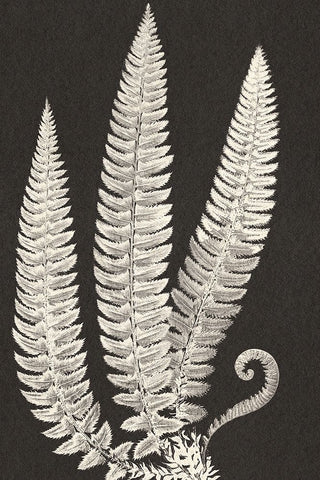 Vintage Ferns Black Ornate Wood Framed Art Print with Double Matting by JJ Design