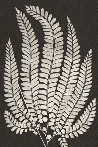 Vintage Ferns II Black Modern Wood Framed Art Print by JJ Design