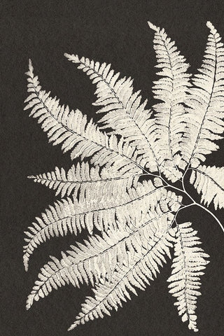 Vintage Ferns V White Modern Wood Framed Art Print with Double Matting by JJ Design