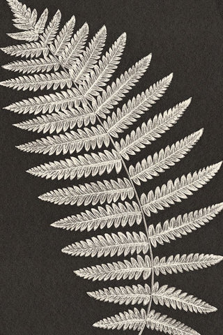 Vintage Ferns VI Black Modern Wood Framed Art Print by JJ Design