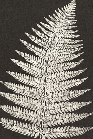 Vintage Ferns VII Black Ornate Wood Framed Art Print with Double Matting by JJ Design